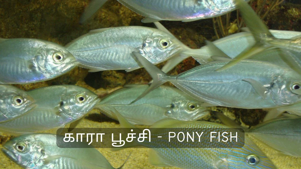 காரல் மீன் - Pony Fish