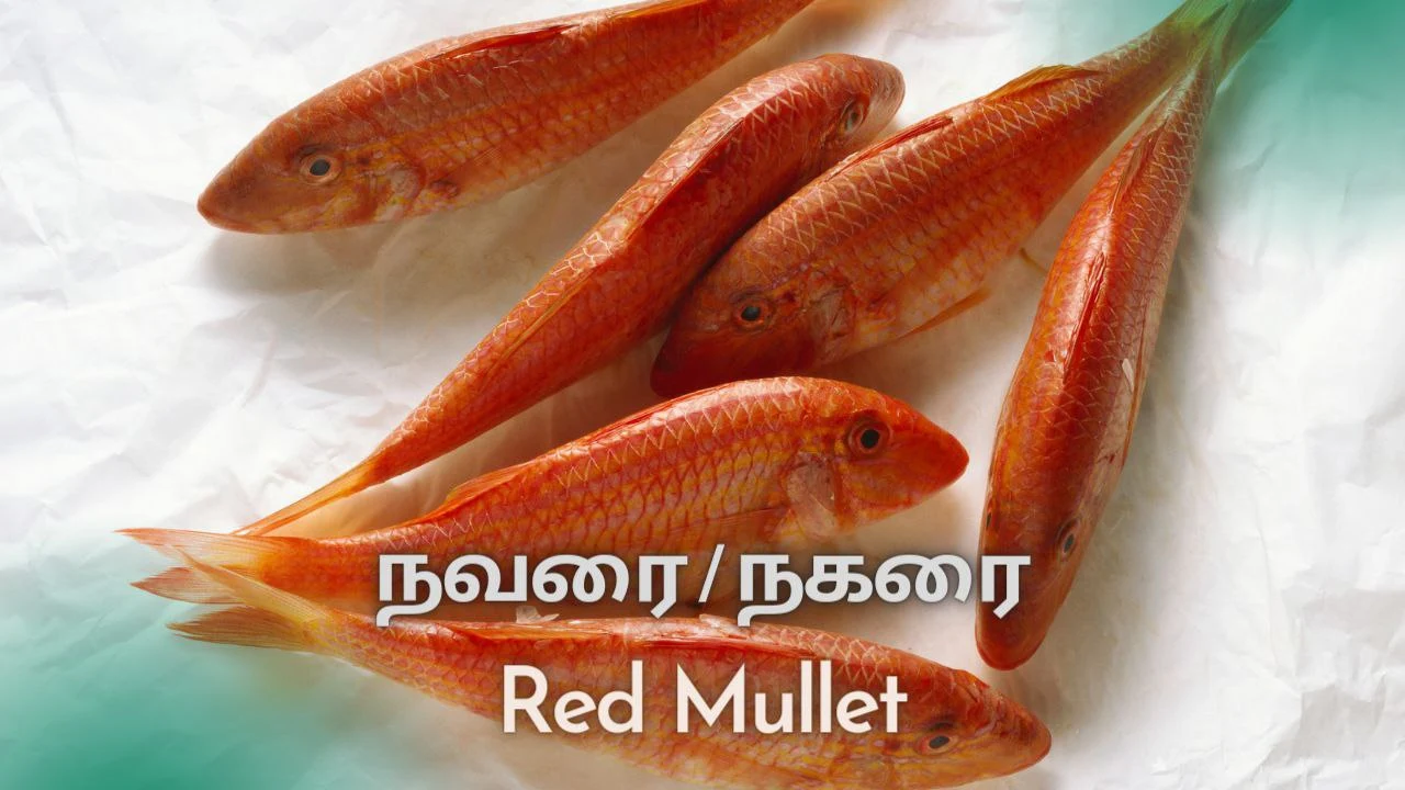 நவரை-Red Mullet