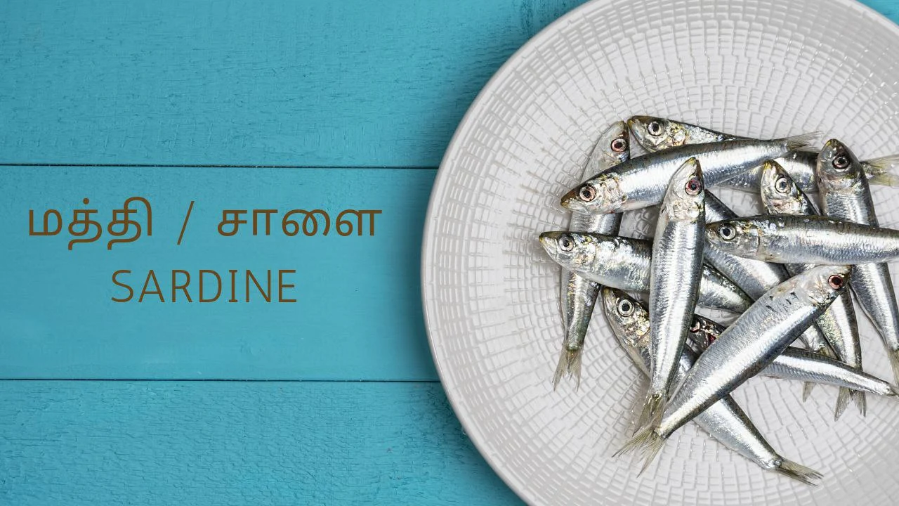 மத்தி மீன் - Sardine Fish